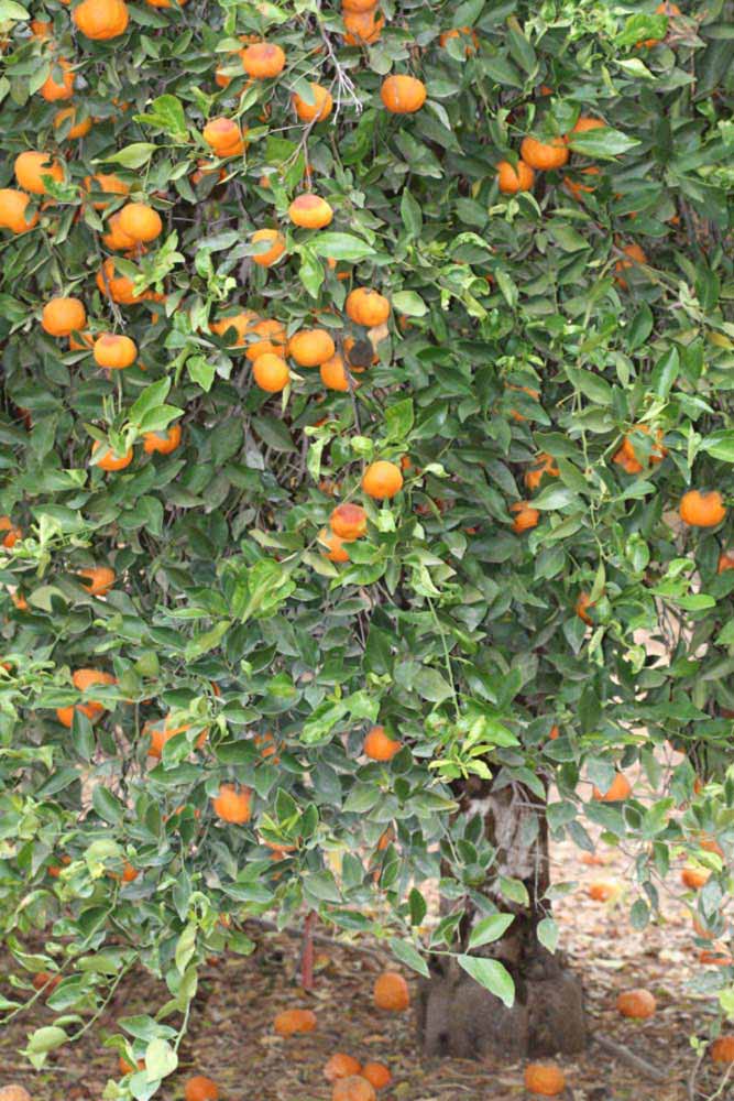            Habit (Riverside, CA)   